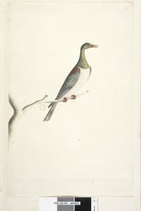 Pagina 84. Piccione dell
