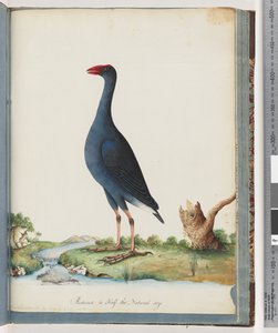 Pagina 84. Pollo sultano. Gallinella viola da Unknown artist