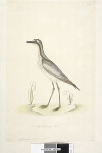 Pagina 85. Oedicnemus. al centro inferiore in altra mano 1/2 della dimensione naturale. Occhione meridionale Burhinus magnirostris, 1791-92 da Unknown artist