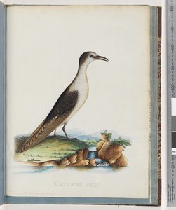 Pagina 85. Sterna fuligginosa. Sterna novae Hollandae. Sterna di Nuova Olanda da Unknown artist