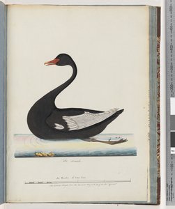 Pagina 86. Cigno nero. La femmina anas atrata da Unknown artist