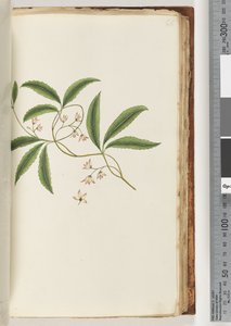 Pagina 86. Pianta non identificata da Unknown artist