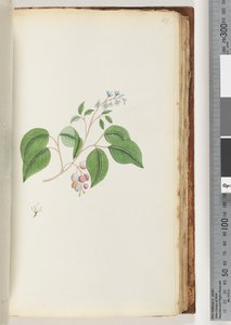 Pagina 87. Pianta non identificata da Unknown artist