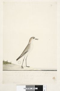 Pagina 88. Charadrius. Dotterel dal cappuccio rosso Charadrius alexandrinu da Unknown artist
