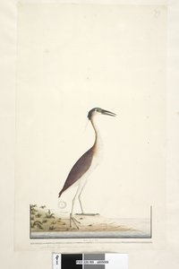 Pagina 89. Ardea ..?.. Nankeen Night, Airone Nycticorax caledonicus, 1791-92 da Unknown artist