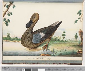 Pagina 89. Anatra da Unknown artist