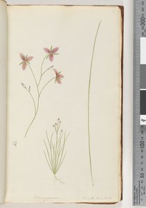Pagina 8. Chlamysporum Sal. in Par Lond. No. 35 da Unknown artist