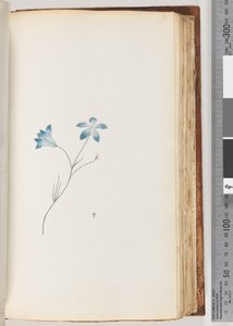 Pagina 91. Pianta non identificata da Unknown artist