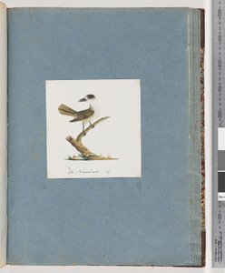 Pagina 93. Uccello non identificato da Unknown artist