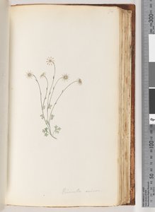Pagina 94. Eriocalia minor da Unknown artist