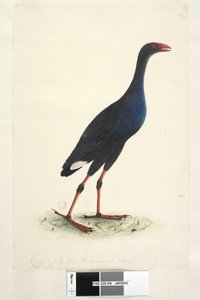 Pagina 94. Porphyrio porphyrio Porphyrio melanotus, 1791-92 da Unknown artist