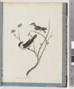 Pagina 94. Uccelli non identificati da Unknown artist