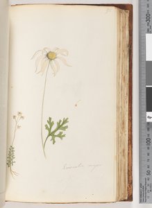 Pagina 95. Eriocalia major da Unknown artist
