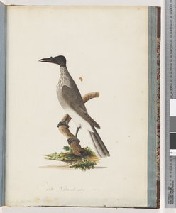 Pagina 95. Uccello Frate Rumoroso. Miele con Manopola Frontale da Unknown artist