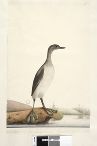 Pagina 95. Podicepha. lungo il bordo inferiore in mano diversa Settembre. Dimensioni naturali dell