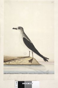 Pagina 96. Uccello dell