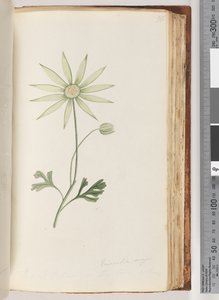 Pagina 96. Eriocalia major da Unknown artist