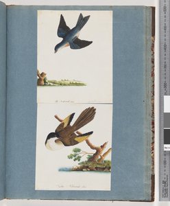 Pagina 97. Uccelli non identificati da Unknown artist