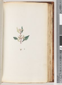 Pagina 97. Pianta non identificata da Unknown artist