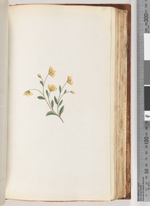 Pagina 98. Pianta non identificata