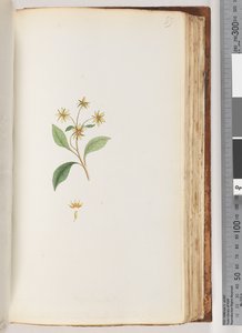 Pagina 99. Pianta non identificata da Unknown artist