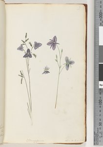 Pagina 9. Chlamysporum Sal. in Par Lond. No. 35 da Unknown artist