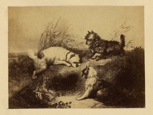 [Dipinto di cani di Charles Tomkins] da Unknown artist