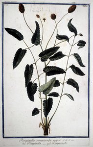 Pimprenelle: Pimpinella Sanguisorba major da Unknown artist