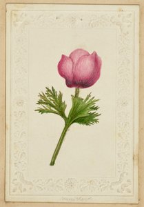 [Biglietto da visita con fiori rosa] da Unknown artist