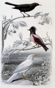 Tavola di storia naturale: Merlo, merlo bianco e merlo rosa - in "Oeuvres de Buffon", ed. Furne Jouvet & cie, Parigi da Unknown artist