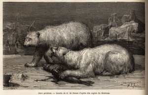 Orsi polari sul pack, che battono una foca appena catturata. Incisione per illustrare il viaggio al mare libero del polo artico, del Dottor Hayes, chirurgo della Marina degli Stati Uniti, nel 1860-1862, pubblicata in "Le tour du monde, nouveau journal des  da Unknown artist