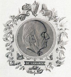 Ritratto di Jean Baptiste Lamarck - incisione