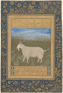 Ritratto di una capra di montagna ladakhi