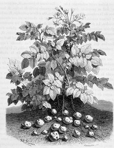 Patate e tuberi amidacei delle sue radici - Fig tree