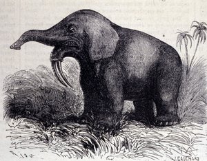 Preistoria: rappresentazione di un Dinotherium, tipo di pachiderma
