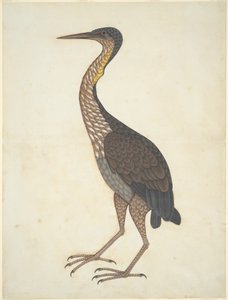 Airone rosso (Ardea purpurea) da Unknown artist