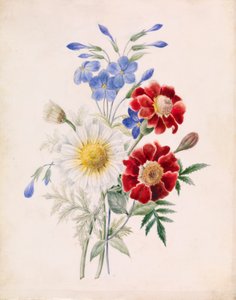 Fiori rossi e blu e margherita bianca