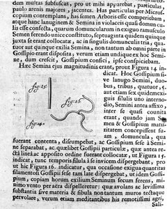 Rappresentazione di un seme di albero da frutto. Descrizione fatta dal commerciante e scienziato olandese Antoine van Leeuwenhoek (1632-1723). Incisione da 