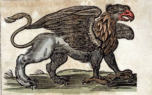 Rappresentazione di un grifone, creatura fantastica metà aquila metà leone. Incisione da un