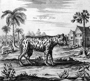 Rappresentazione di una tigre, incisione di "De China Monumenta" di Athanasius Kircher da Unknown artist