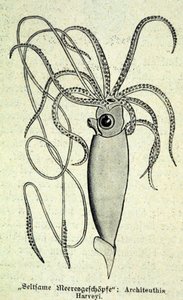 Rappresentazione di un Architeuthis Harveyi, calamaro gigante