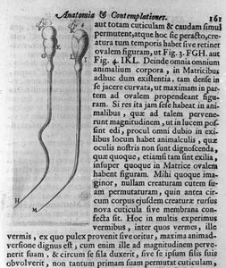 Rappresentazione degli spermatozoi del cane. Descrizione del mercante e scienziato olandese Antoine van Leeuwenhoek (1632-1723). Incisione da 