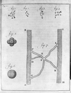 Rappresentazione di ematia (globulo rosso) di salmone e rombo Studio del mercante e naturalista olandese Antoine van Leeuwenhoek (1632-1723) Incisione da 