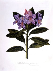 Rhododendron (Rhododendrum Pontium) da Unknown artist