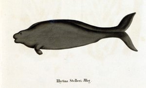 Rhytina Stelleri detta anche vacca marina di Steller, esemplare scomparso nel 18° secolo.