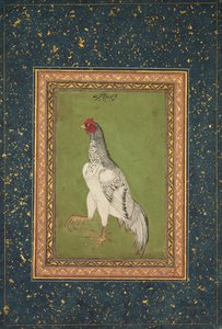 Gallo