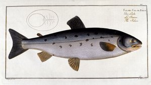 Salmone (Salmo salar) di Marc Elieser Bloch Ichtyologie Parigi - Berlino - Londra 1787 da Unknown artist