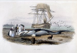 Pesca dello squalo - in "Histoire naturelle de Lacépède" da Unknown artist