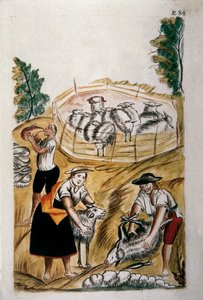 Tosatura delle pecore, dal libro "Trujillo del Peru" o "Codice Martínez Compañón"