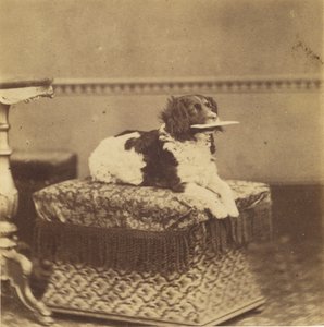 [Cane seduto con un fagotto in bocca]